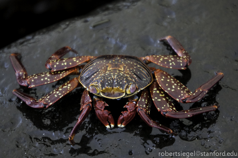 galapagos - sally lightfoot crab